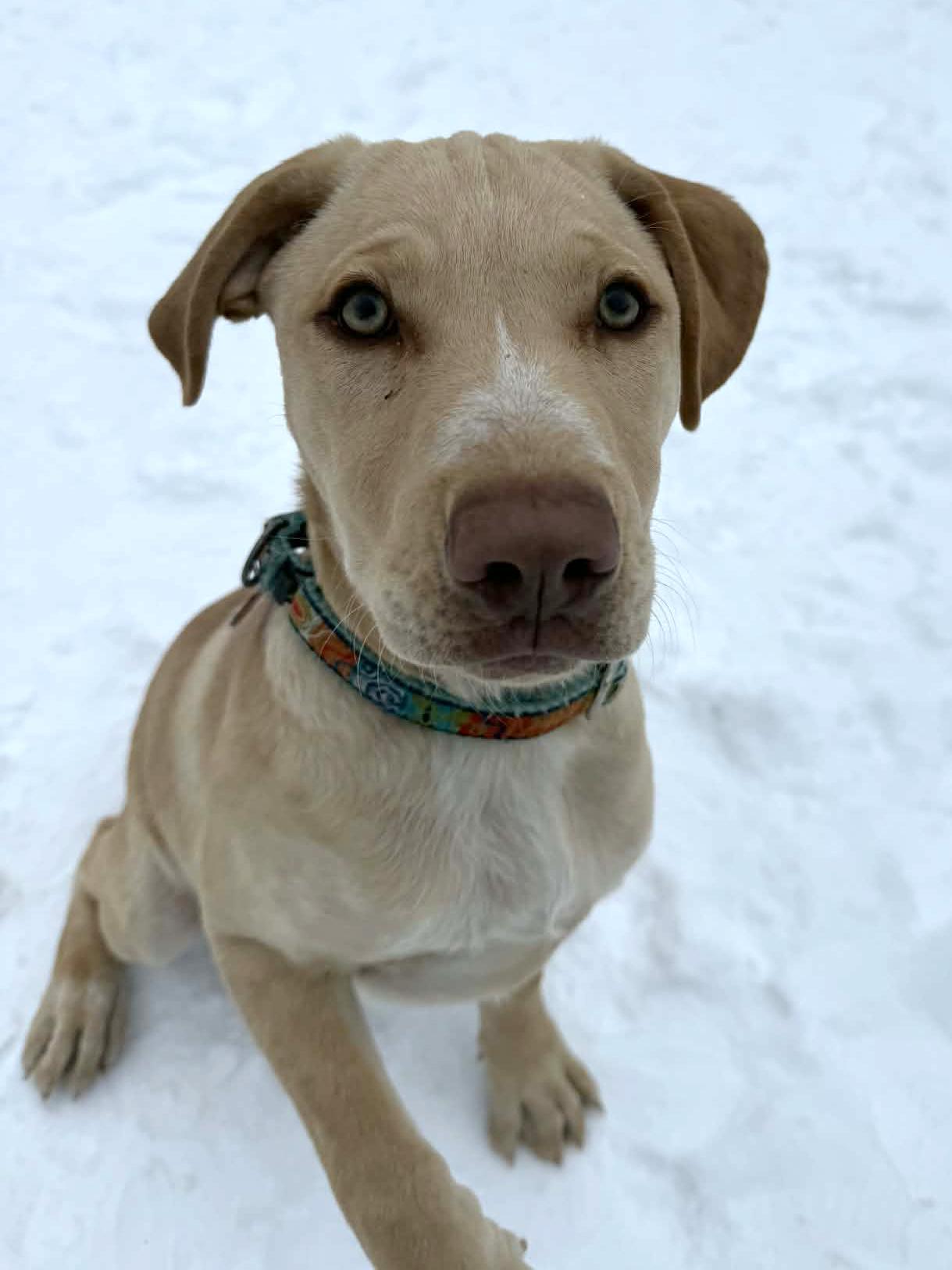 Enlarge Grady, a ADOPTABLE mixed breed in Onalaska, WI image 5/6