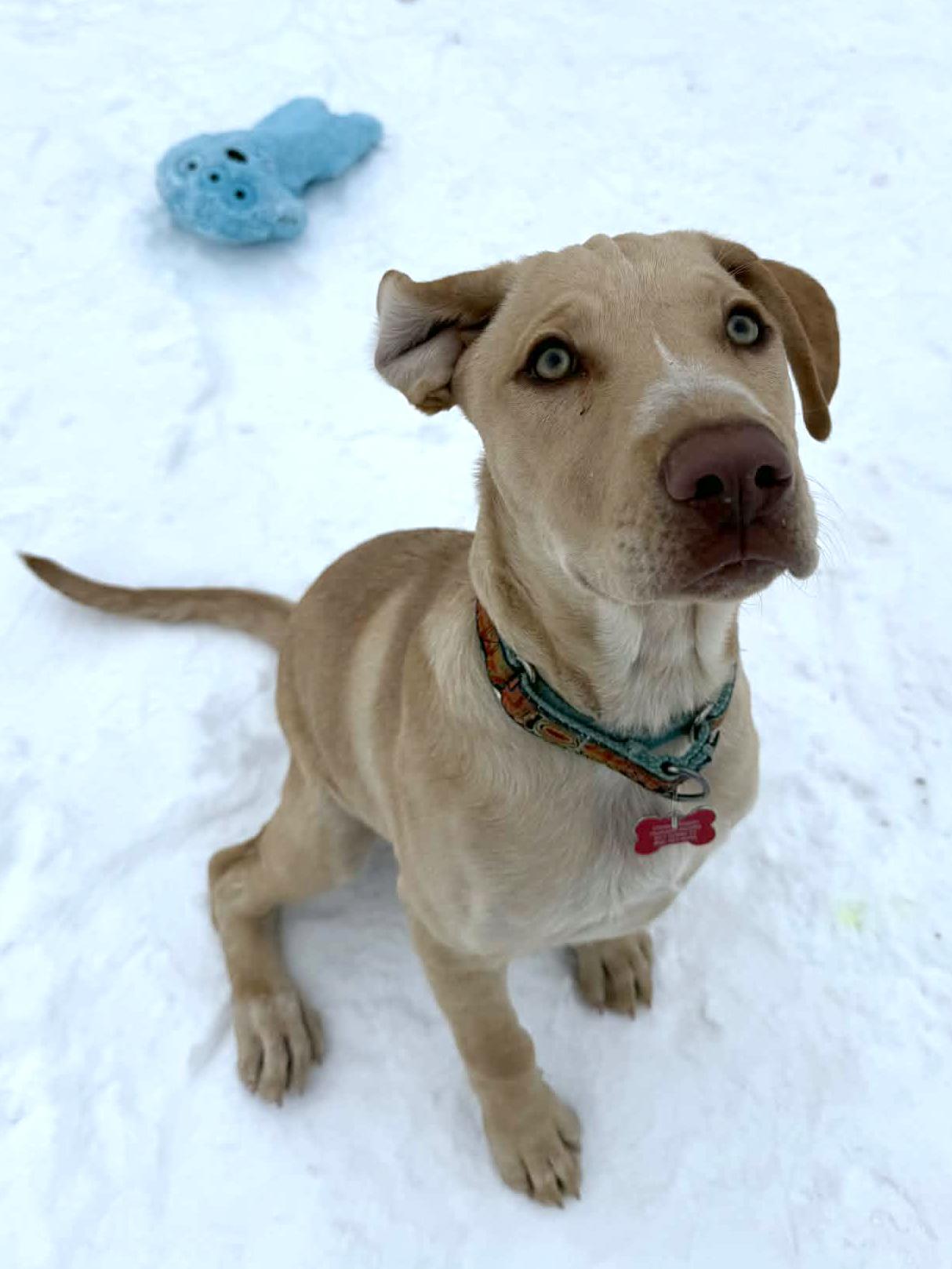 Enlarge Grady, a ADOPTABLE mixed breed in Onalaska, WI image 6/6