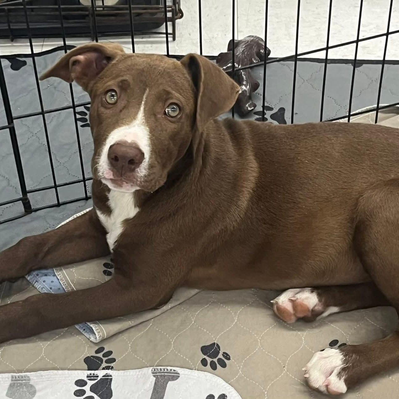 Elfie, ADOPTABLE, Young Female Pit Bull Terrier.