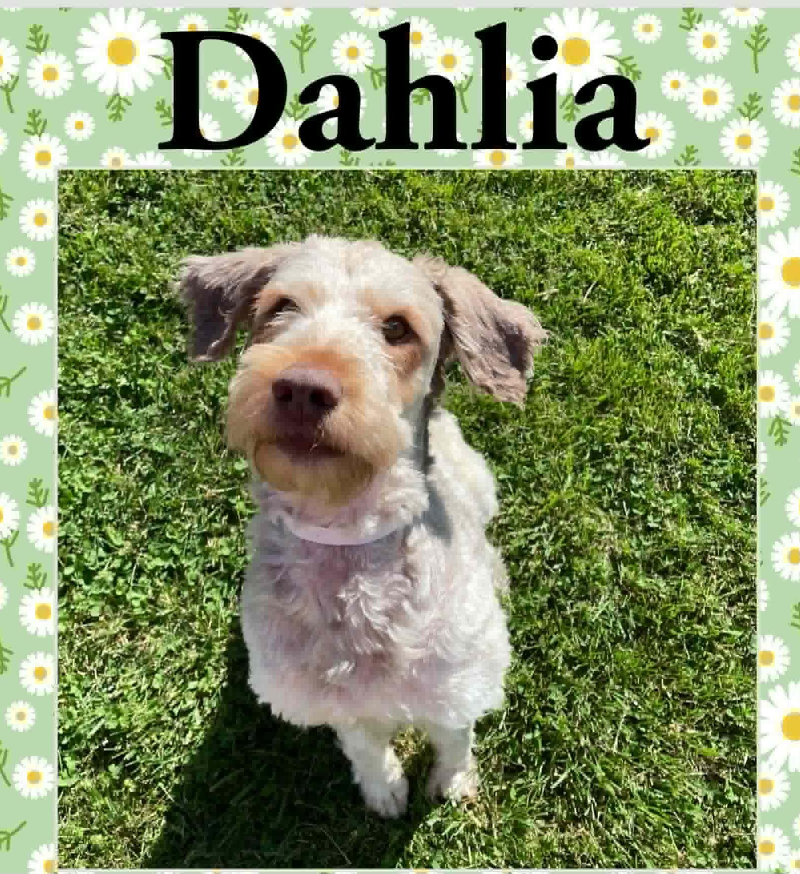 Enlarge Dahlia , a ADOPTABLE Schnoodle in Lexington, KY image 1/4
