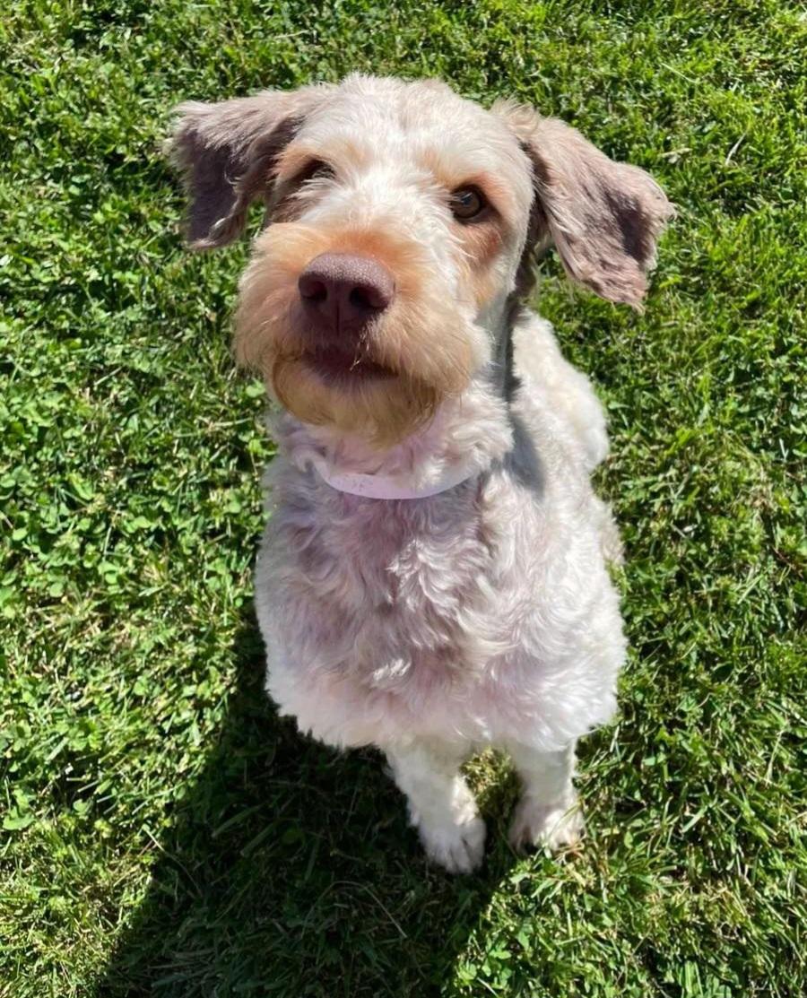 Enlarge Dahlia , a ADOPTABLE Schnoodle in Lexington, KY image 4/4