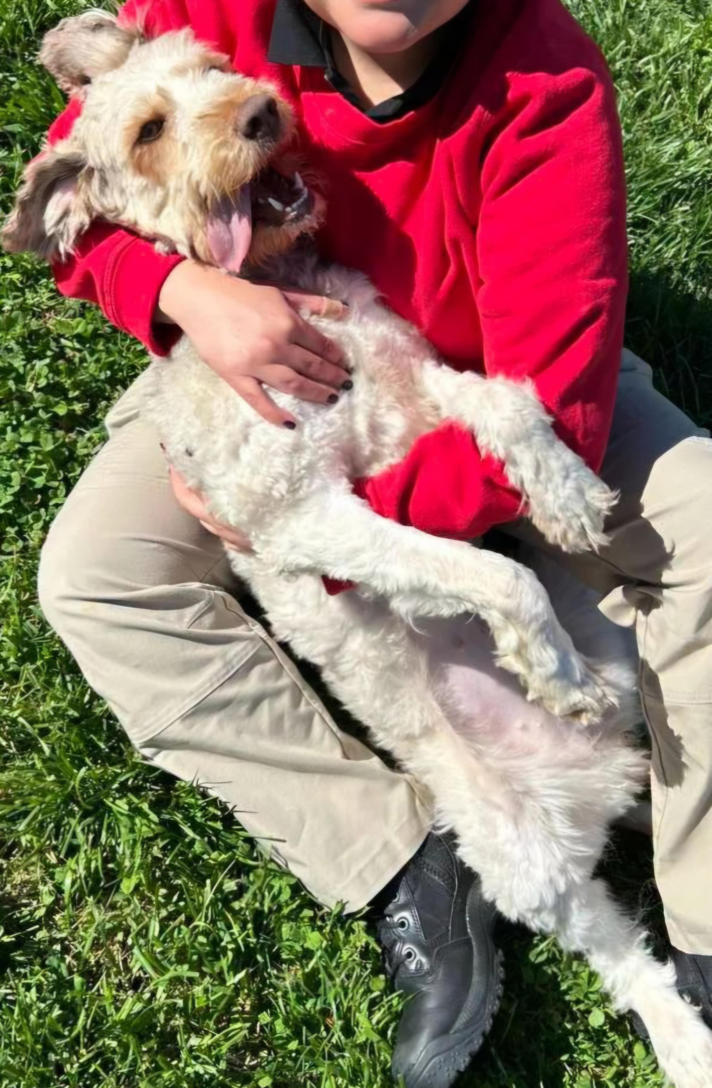 Enlarge Dahlia , a ADOPTABLE Schnoodle in Lexington, KY image 2/4
