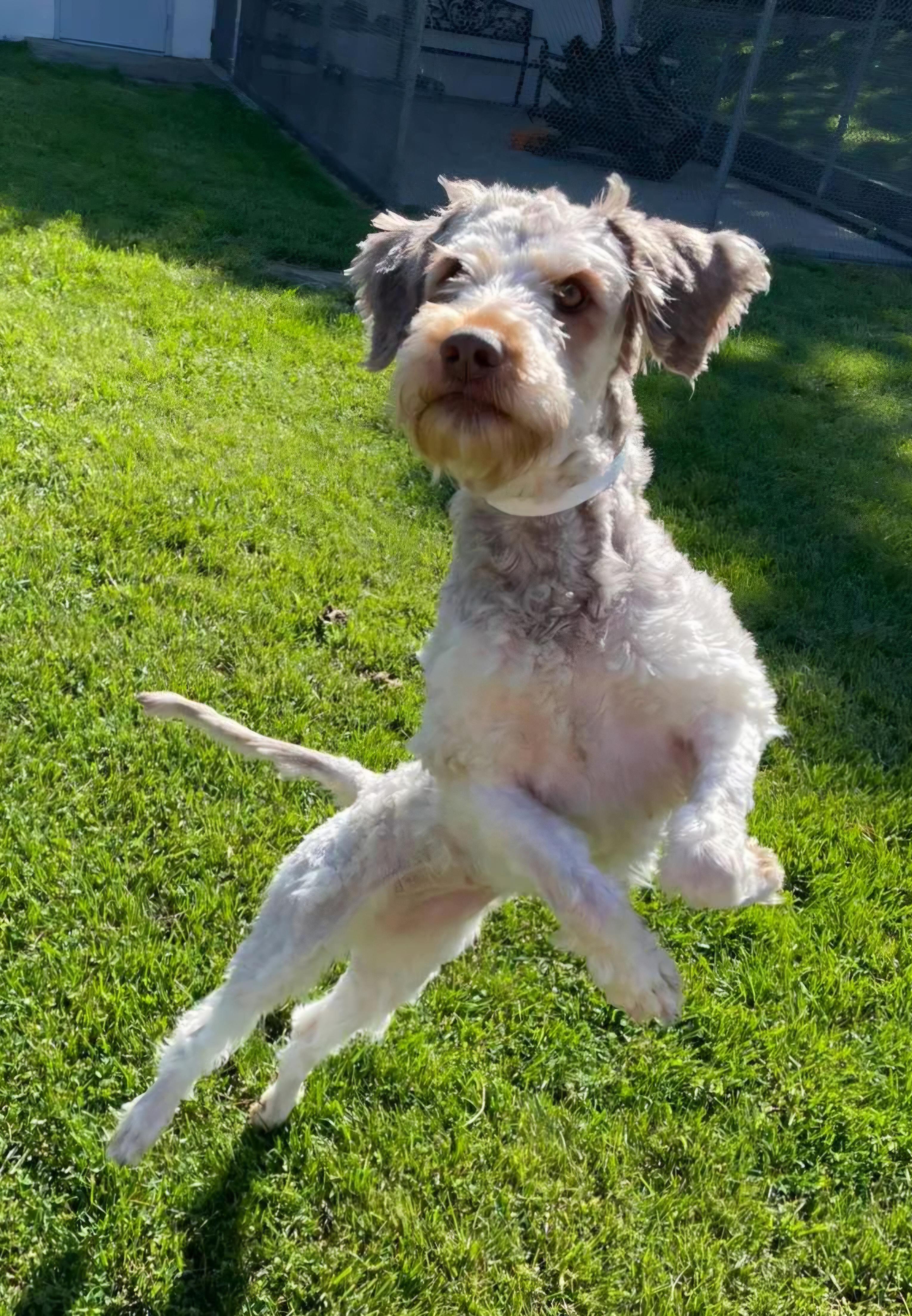 Enlarge Dahlia , a ADOPTABLE Schnoodle in Lexington, KY image 3/4