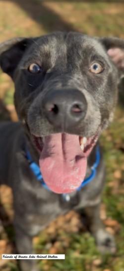 Blue, a Adoptable mixed breed in Shasta Lake, CA image 1/3