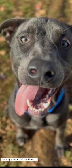 Blue, a Adoptable mixed breed in Shasta Lake, CA image 2/3