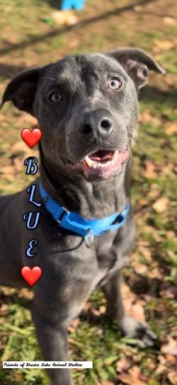 Blue, a Adoptable mixed breed in Shasta Lake, CA image 3/3