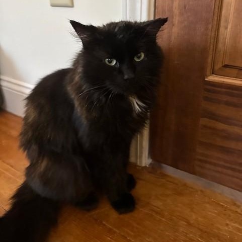 Enlarge Winston, an adopted mixed breed in Montour Falls, NY image 2/3