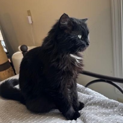 Enlarge Winston, an adopted mixed breed in Montour Falls, NY image 3/3