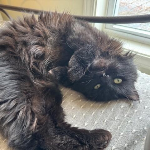 Winston, adopted, Young Male Bombay & Domestic Long Hair.