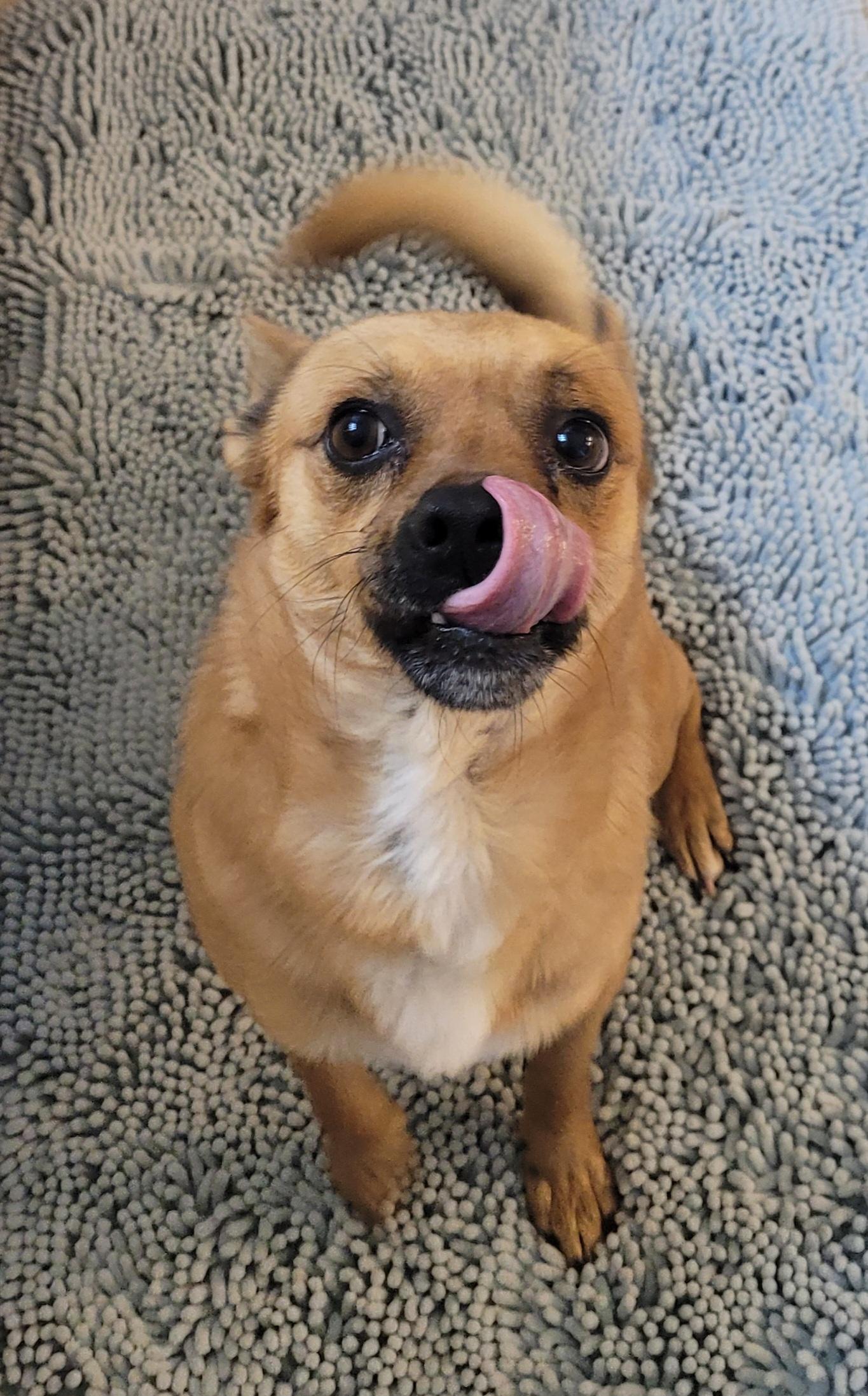 Enlarge Amigo, a ADOPTABLE Mixed Breed in Clarksburg, MD image 2/6