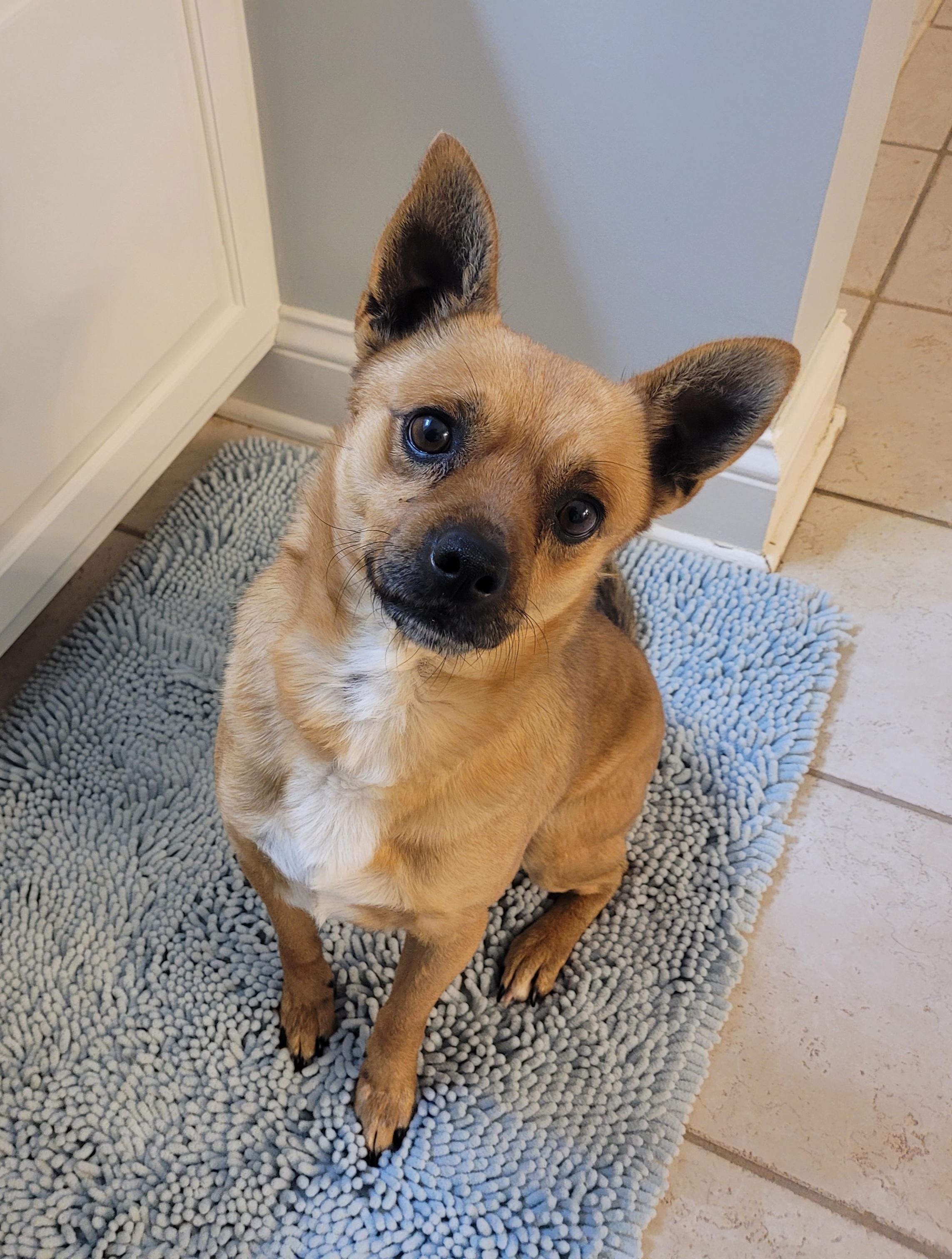 Enlarge Amigo, a ADOPTABLE Mixed Breed in Clarksburg, MD image 5/6