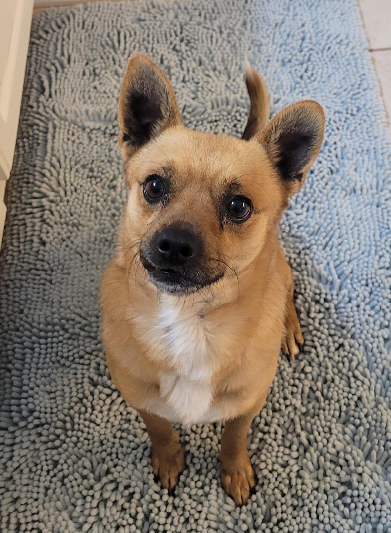 Amigo, ADOPTABLE, Adult Male Mixed Breed.