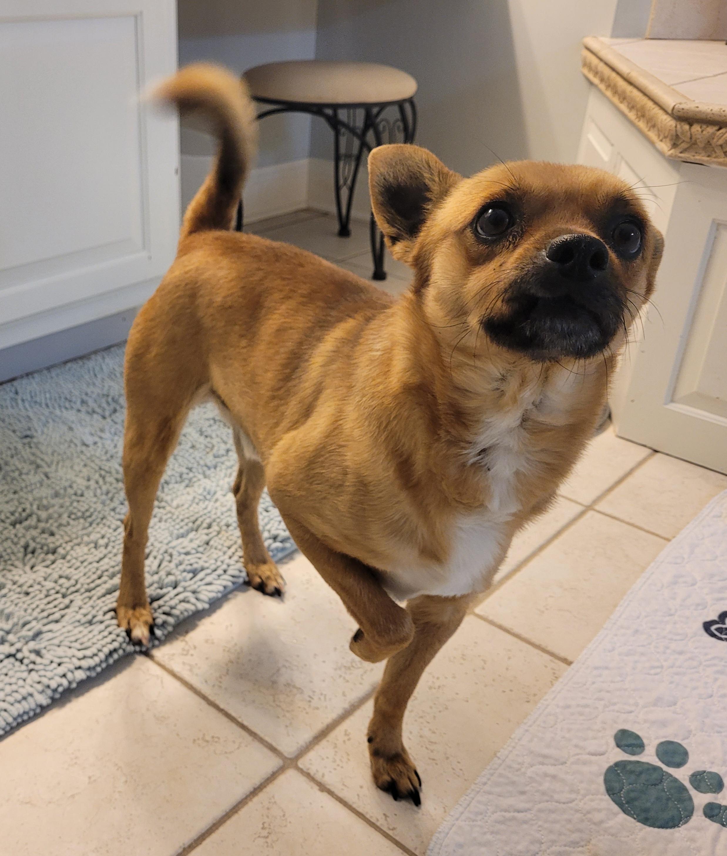 Enlarge Amigo, a ADOPTABLE Mixed Breed in Clarksburg, MD image 6/6