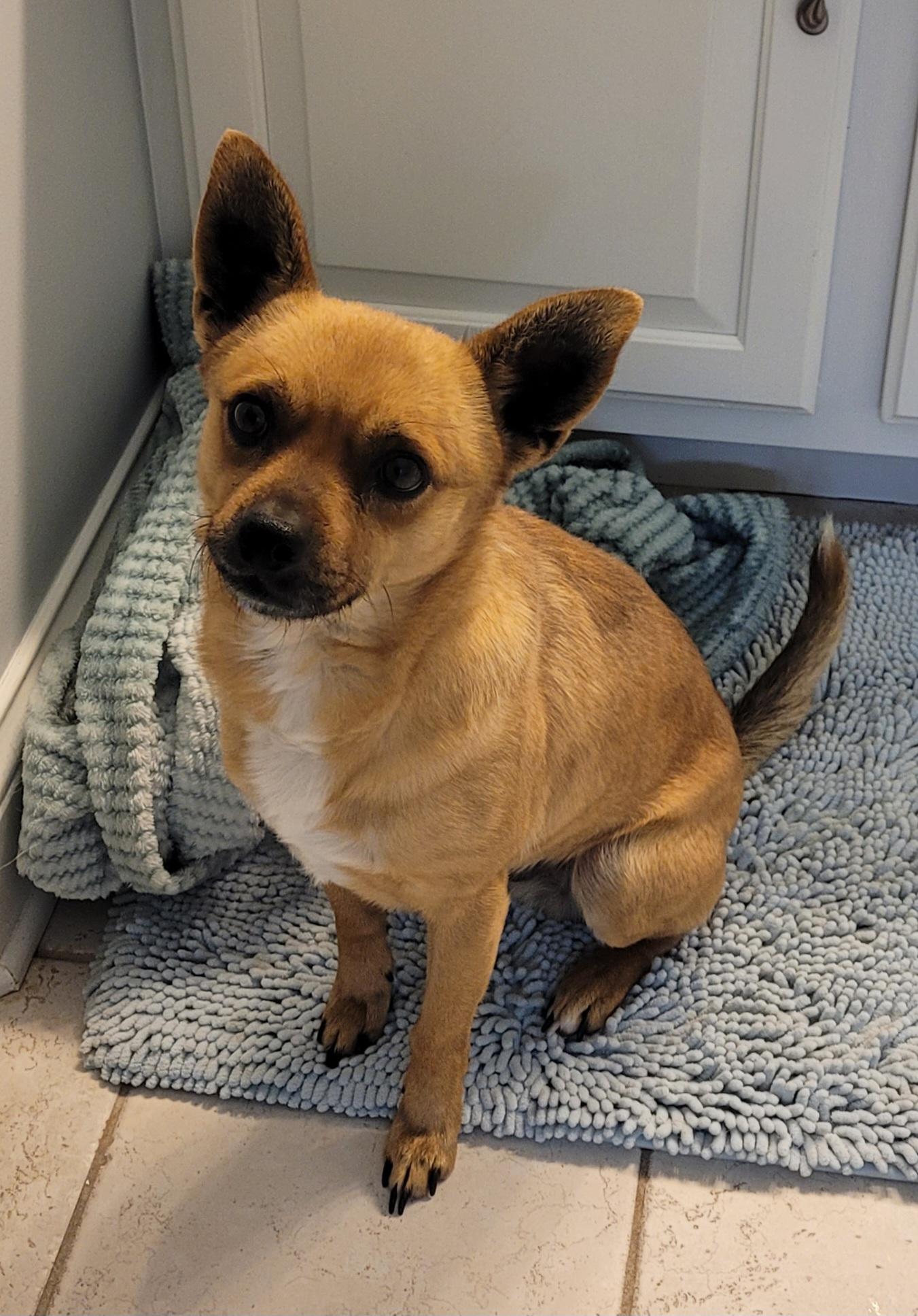 Enlarge Amigo, a ADOPTABLE Mixed Breed in Clarksburg, MD image 3/6