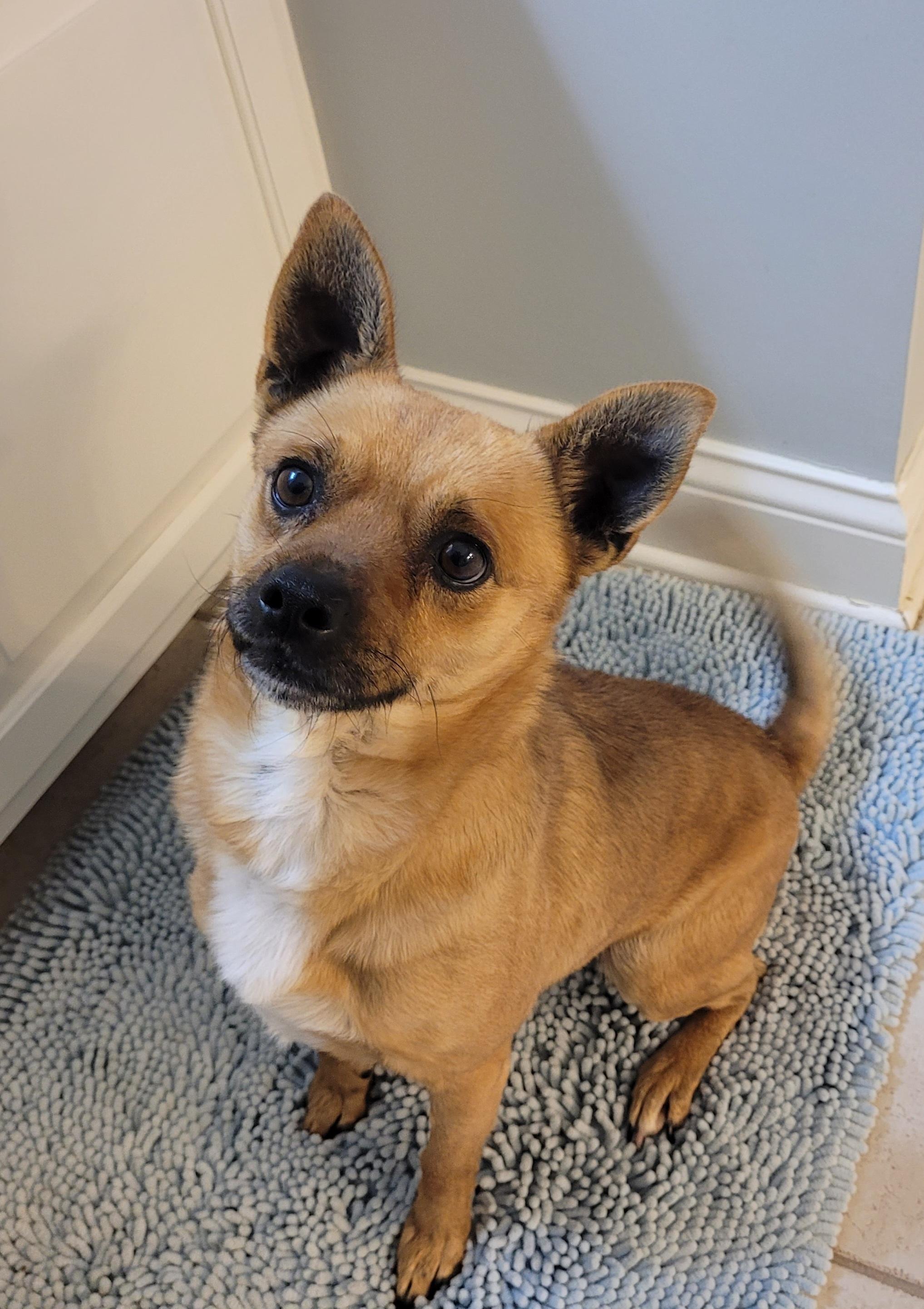 Enlarge Amigo, a ADOPTABLE Mixed Breed in Clarksburg, MD image 4/6