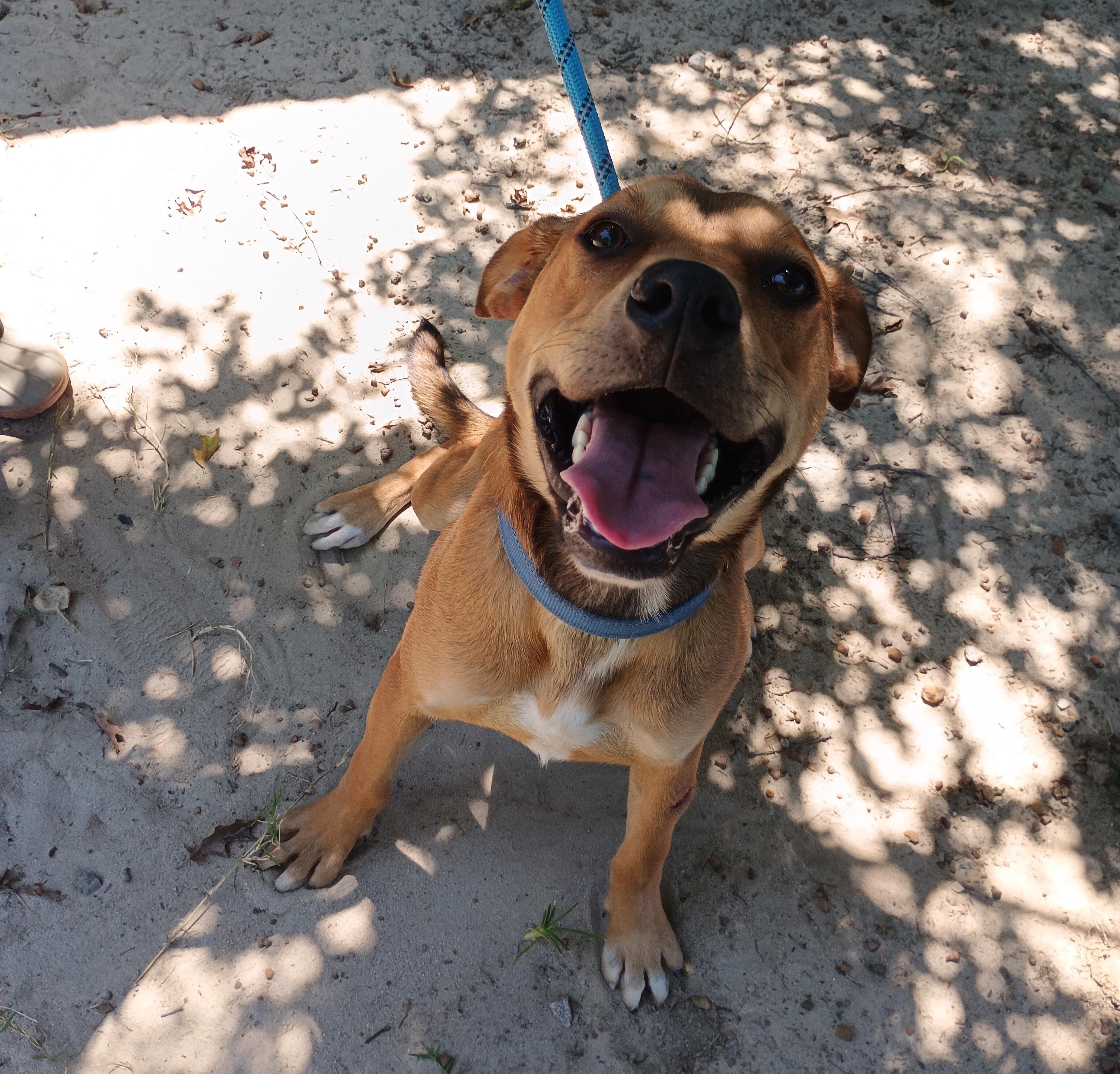 Woods, a Adoptable mixed breed in Barnwell, SC image 1/3