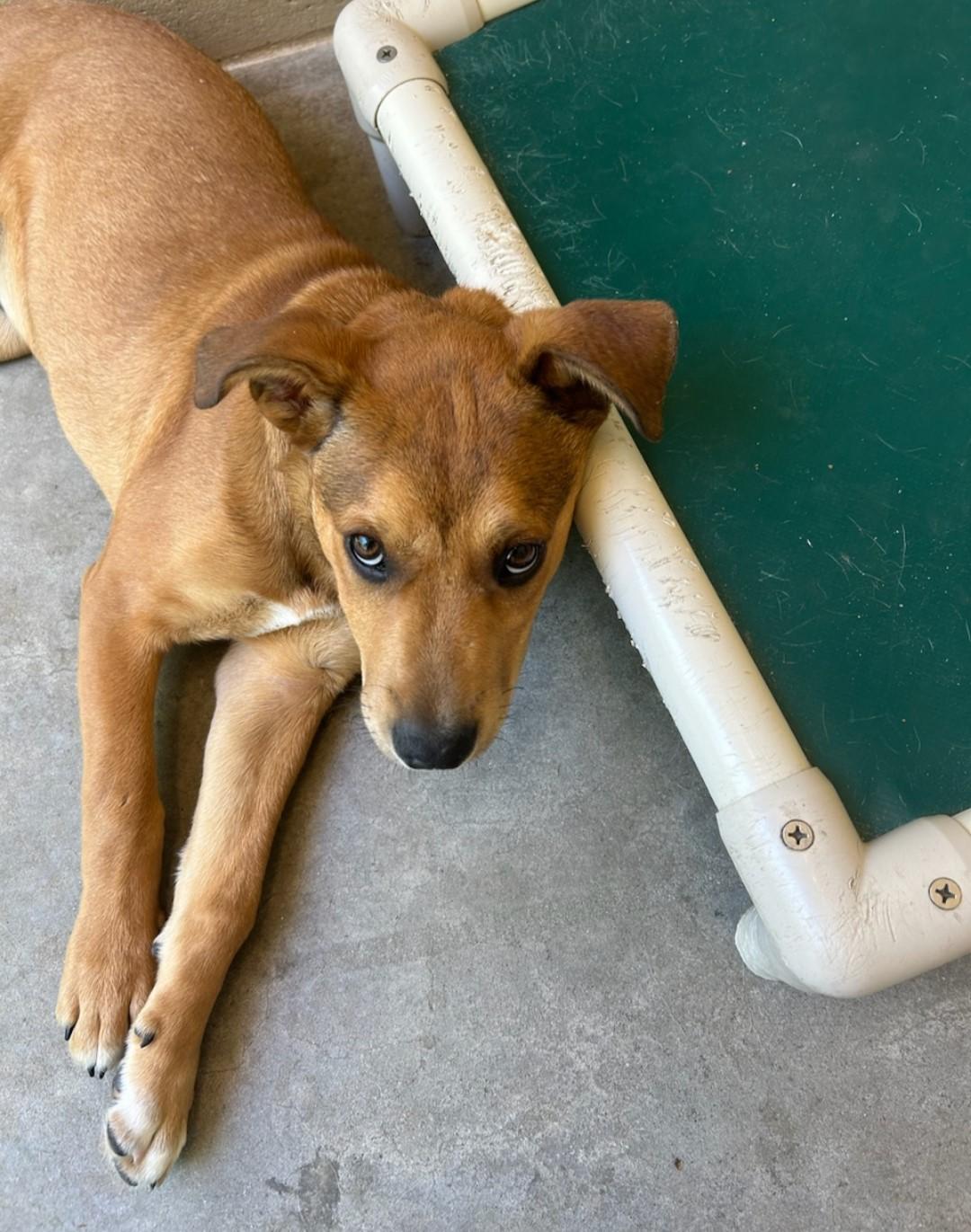 Woods, Adoptable, Young Male Carolina Dog & Black Mouth Cur.