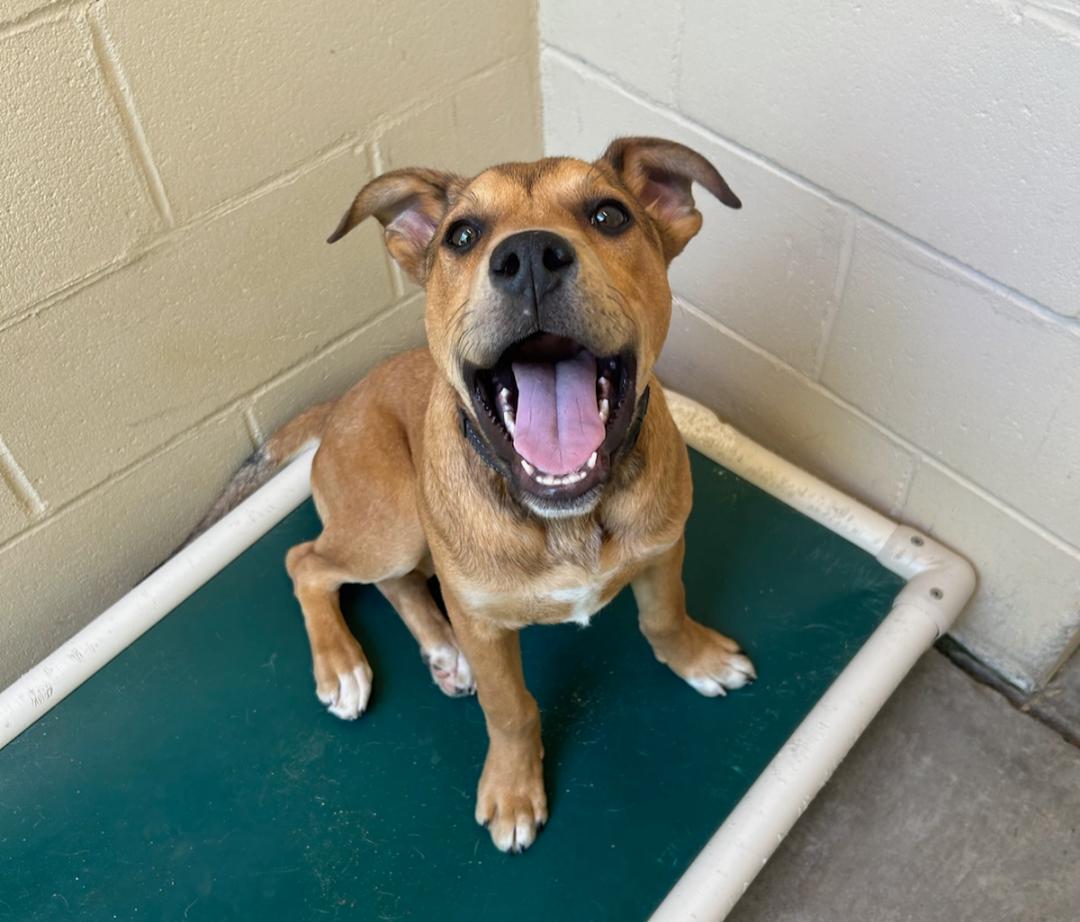 Woods, a Adoptable mixed breed in Barnwell, SC image 2/3