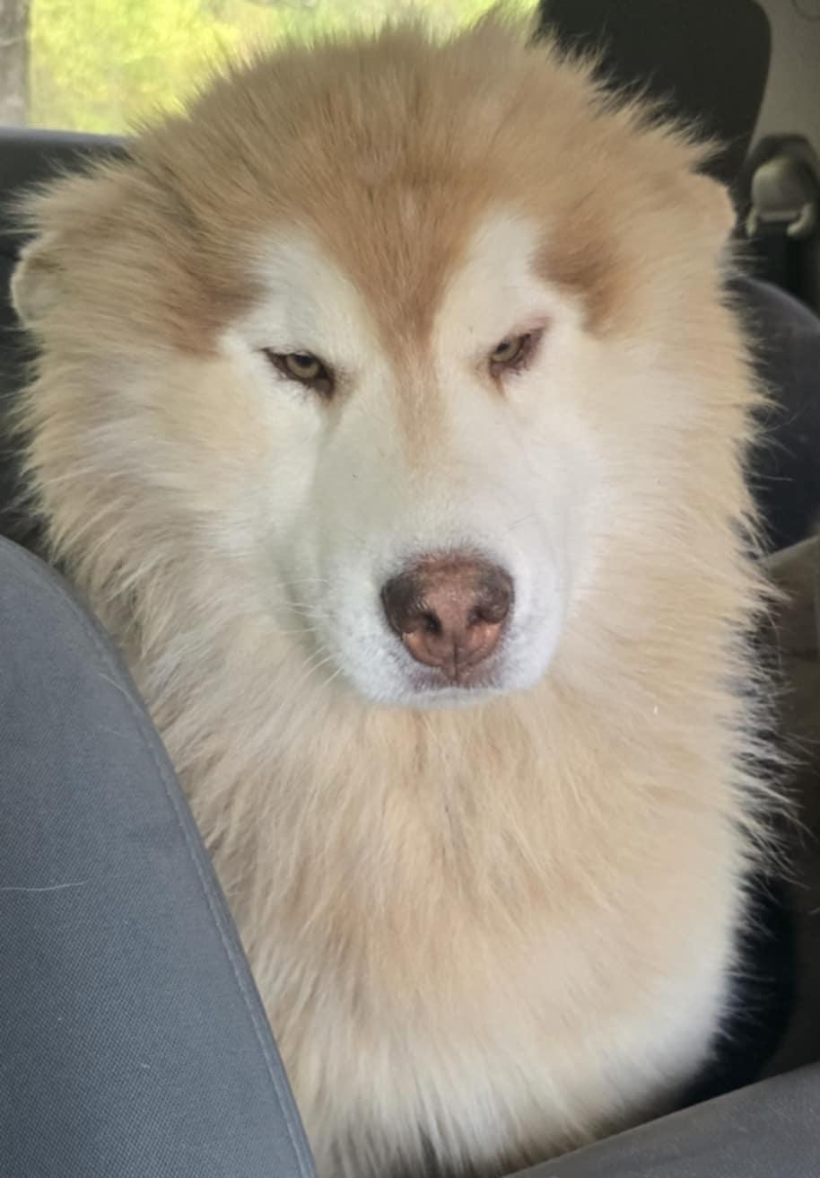 Enlarge Zimba, a Adoptable Siberian Husky in Mouth of Wilson, VA image 1/2