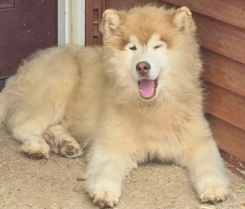 Zimba