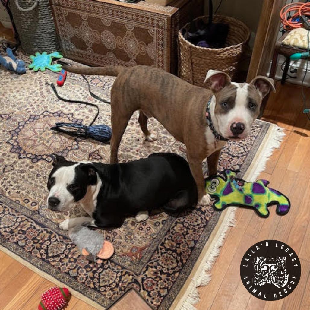 Enlarge Peter, a Adoptable mixed breed in Washington, DC image 1/6