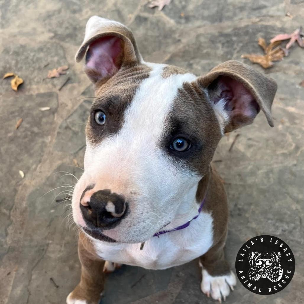 Enlarge Peter, a Adoptable mixed breed in Washington, DC image 2/6