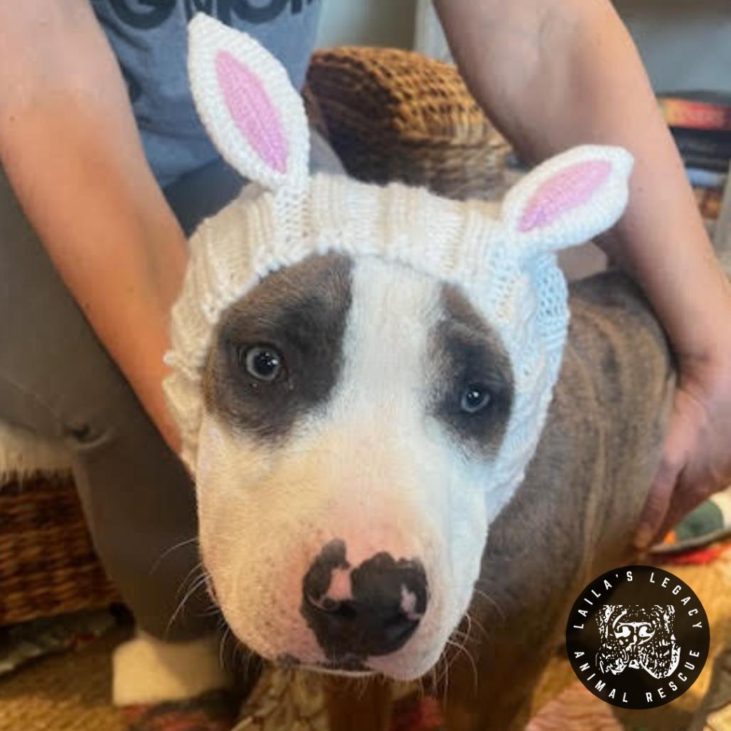 Enlarge Peter, a Adoptable mixed breed in Washington, DC image 3/6