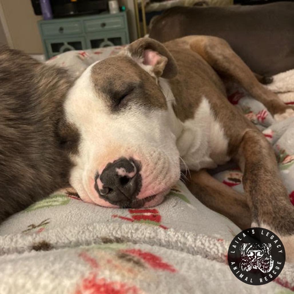 Enlarge Peter, a Adoptable mixed breed in Washington, DC image 4/6