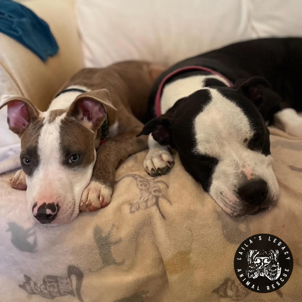 Enlarge Peter, a Adoptable mixed breed in Washington, DC image 5/6