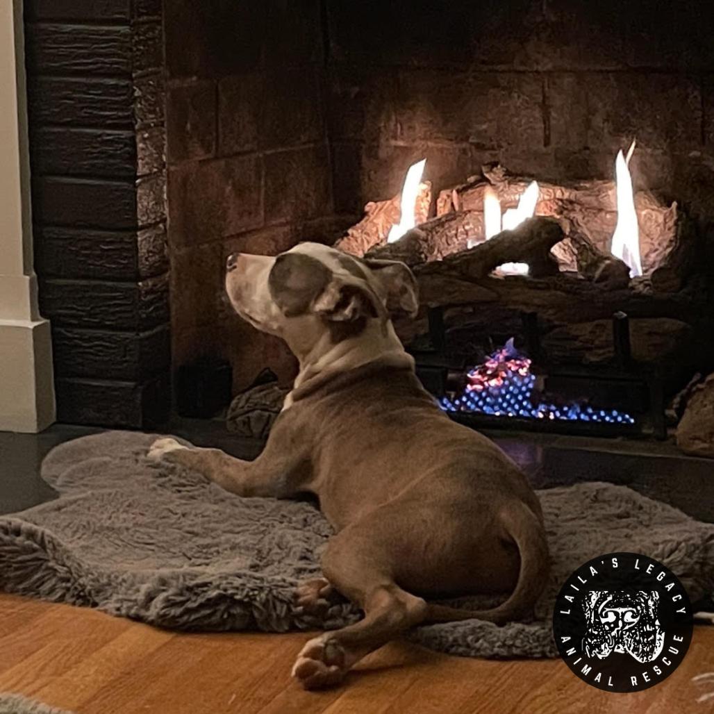 Enlarge Peter, a Adoptable mixed breed in Washington, DC image 6/6