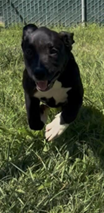 Enlarge RELISH, a Adoptable Labrador Retriever in Olivehurst, CA image 1/1