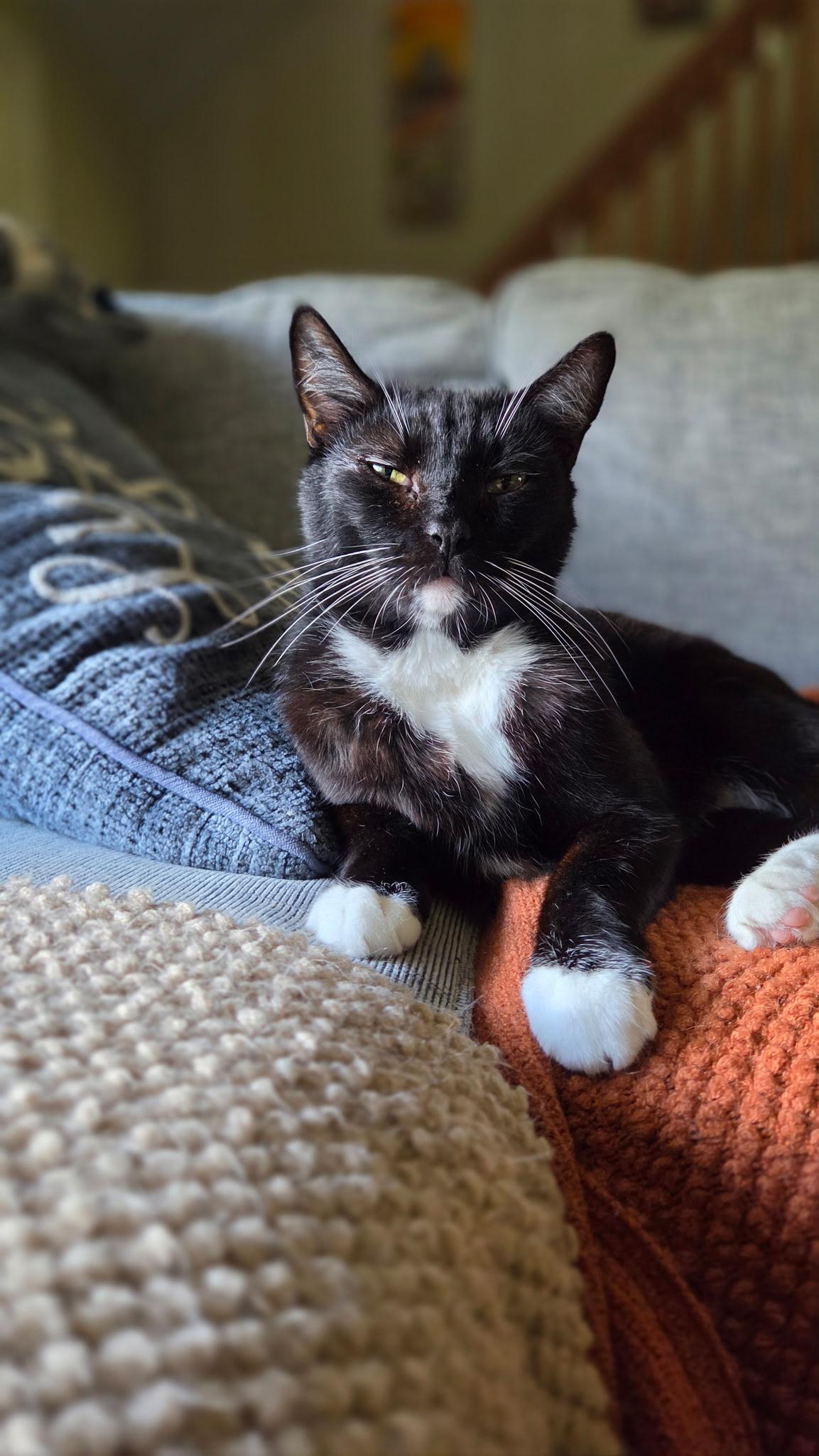Bobtail JASPER, a ADOPTABLE American Bobtail in pensacola, FL image 5/6