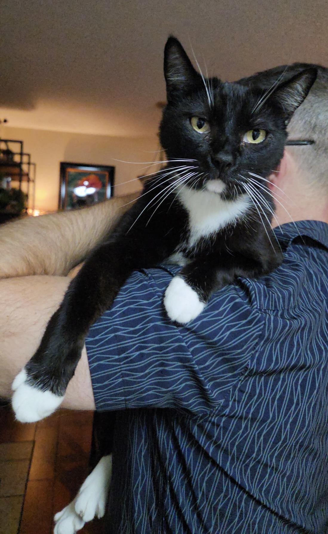 Bobtail JASPER, a ADOPTABLE American Bobtail in pensacola, FL image 1/6