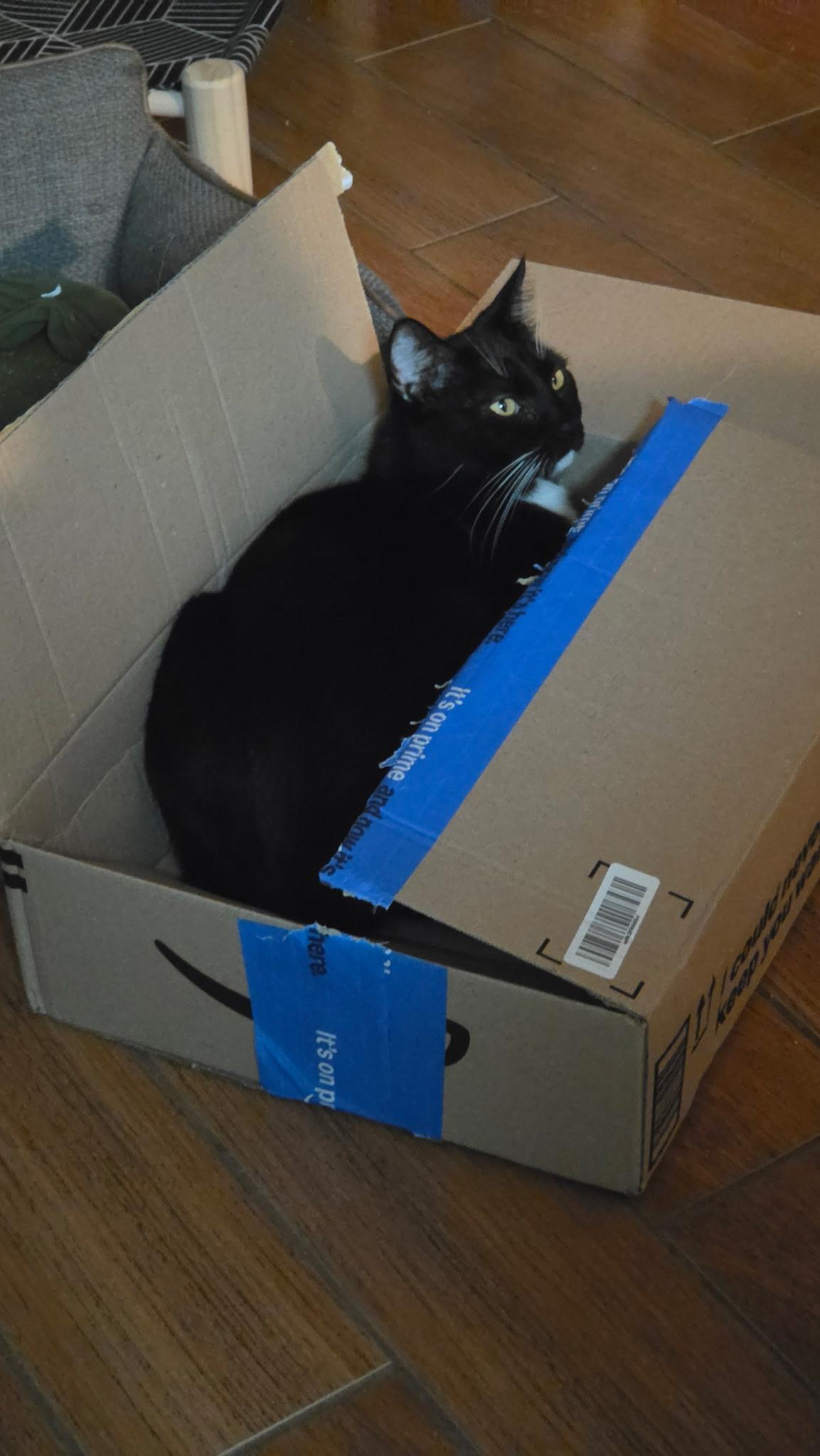 Bobtail JASPER, a ADOPTABLE American Bobtail in pensacola, FL image 3/6