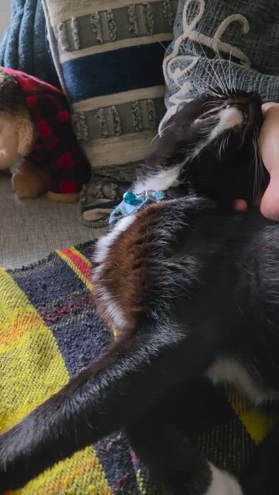 Enlarge Bobtail JASPER, a ADOPTABLE American Bobtail in pensacola, FL video 2/6