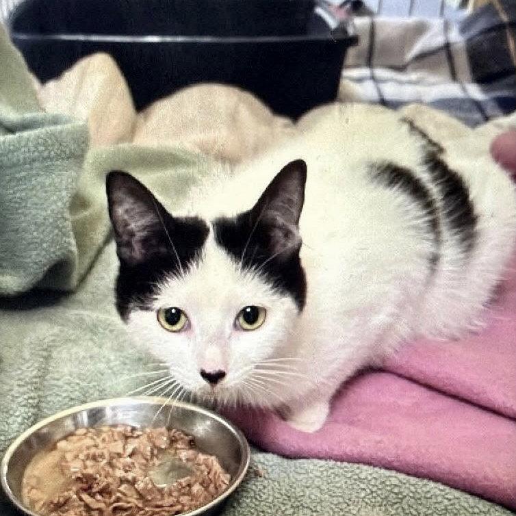 Barbara, Adoptable, Young Female Domestic Short Hair.