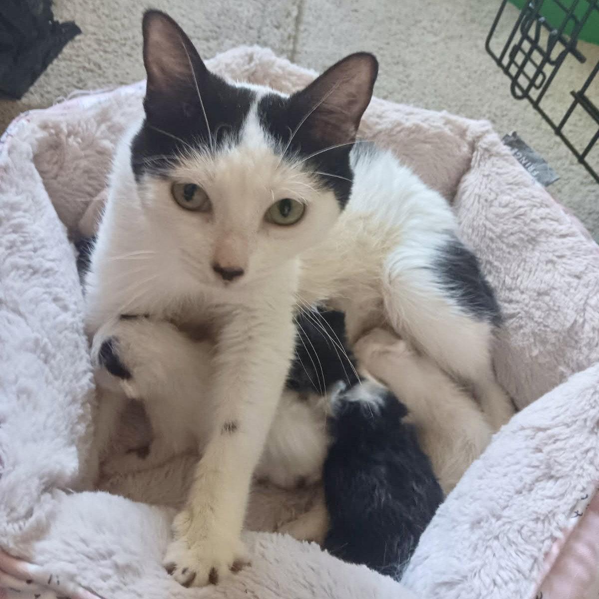 Enlarge Barbara, a Adoptable Domestic Short Hair in Forest Lake, MN image 2/3