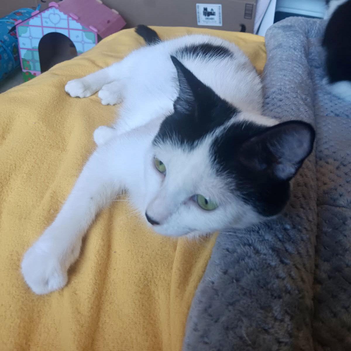 Enlarge Barbara, a Adoptable Domestic Short Hair in Forest Lake, MN image 3/3