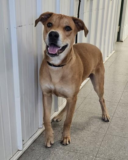 Garth, Adoptable, Young Male Labrador Retriever & Rottweiler.