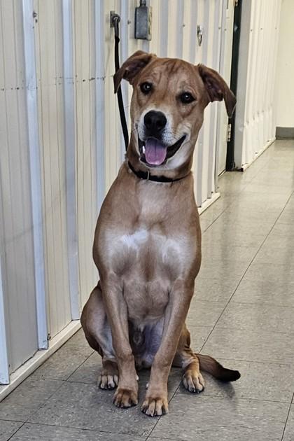 Garth, a Adoptable mixed breed in Freeport, IL image 2/2