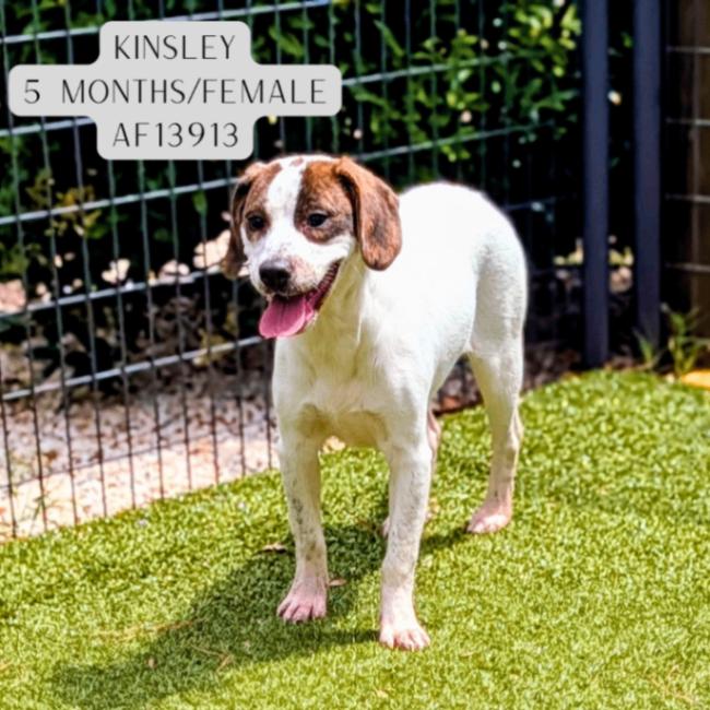Kinsley, a Adoptable mixed breed in Supply, NC image 1/2