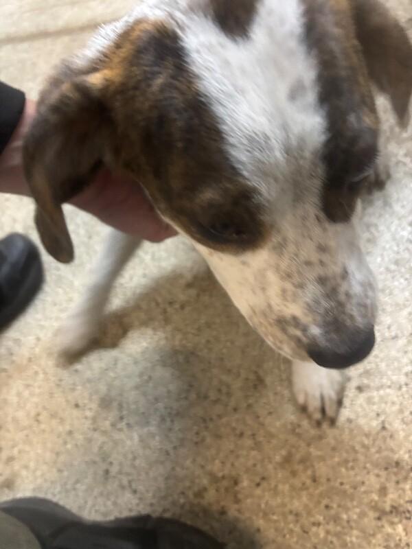 Kinsley, a Adoptable mixed breed in Supply, NC image 2/2