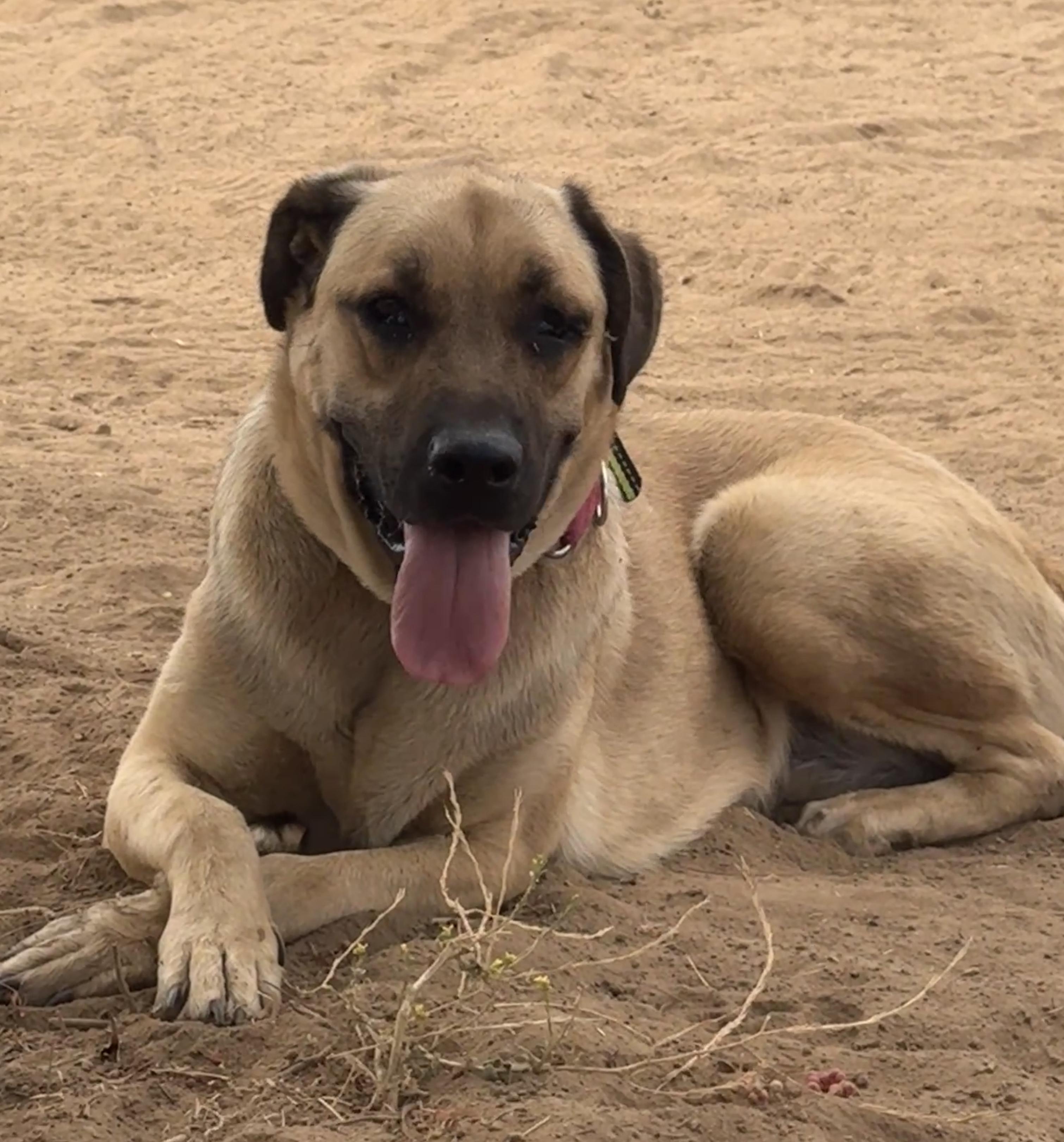 Enlarge Greta, a Adoptable mixed breed in Perris, CA image 5/6