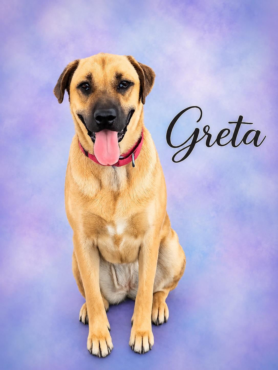 Greta, Adoptable, Puppy Female Mastiff & German Shepherd Dog.