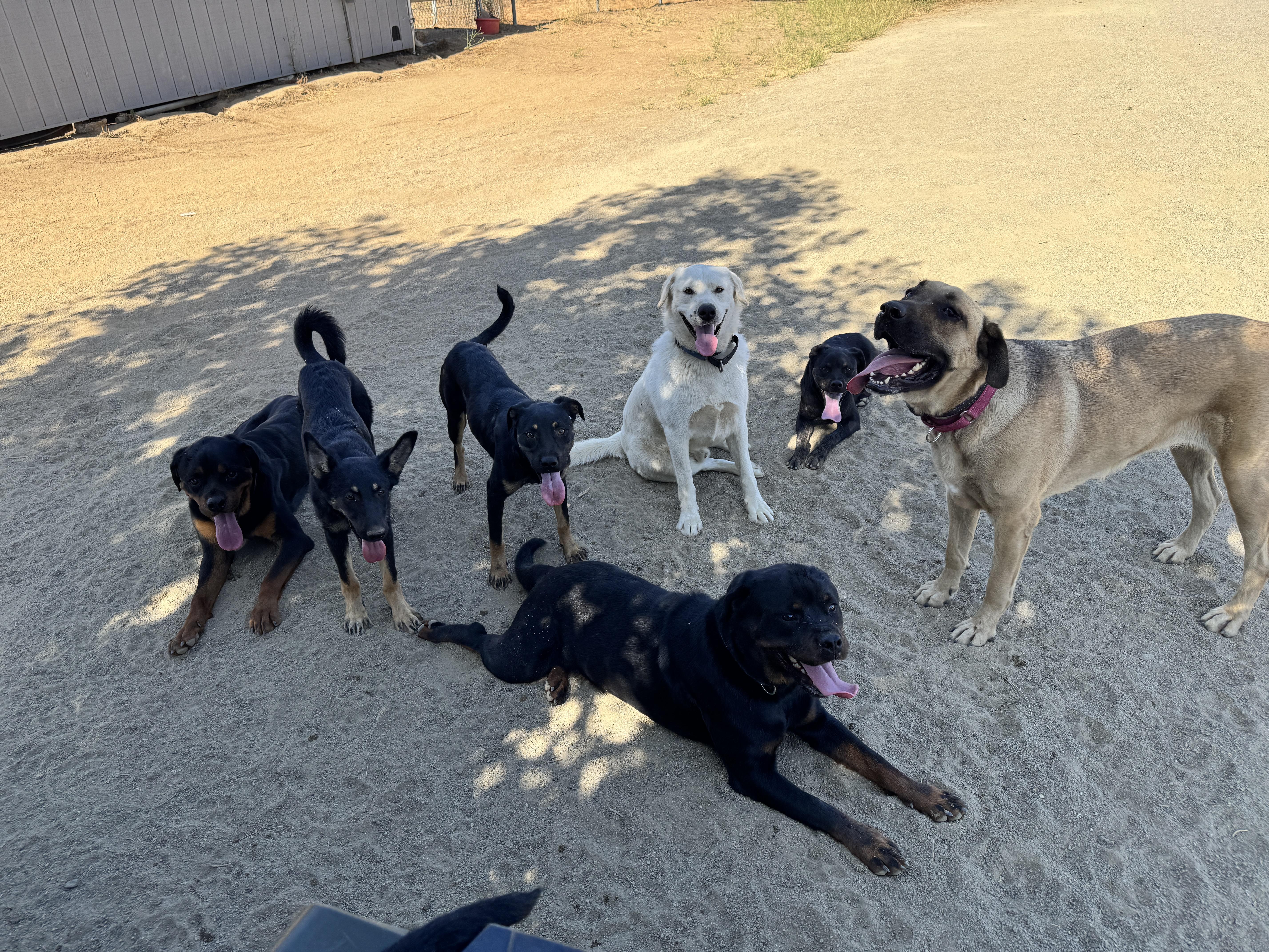 Enlarge Greta, a Adoptable mixed breed in Perris, CA image 4/6