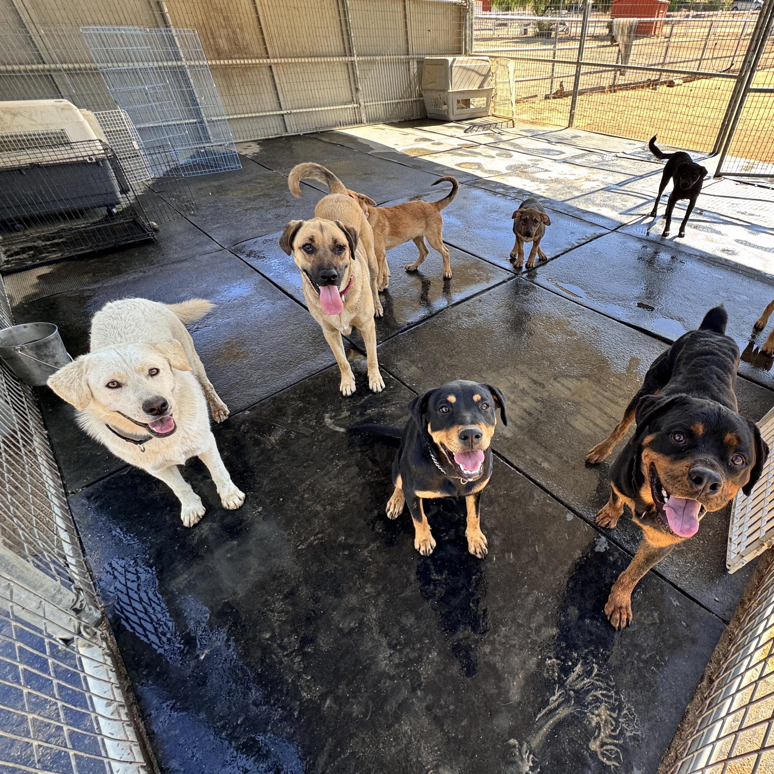 Enlarge Greta, a Adoptable mixed breed in Perris, CA image 3/6