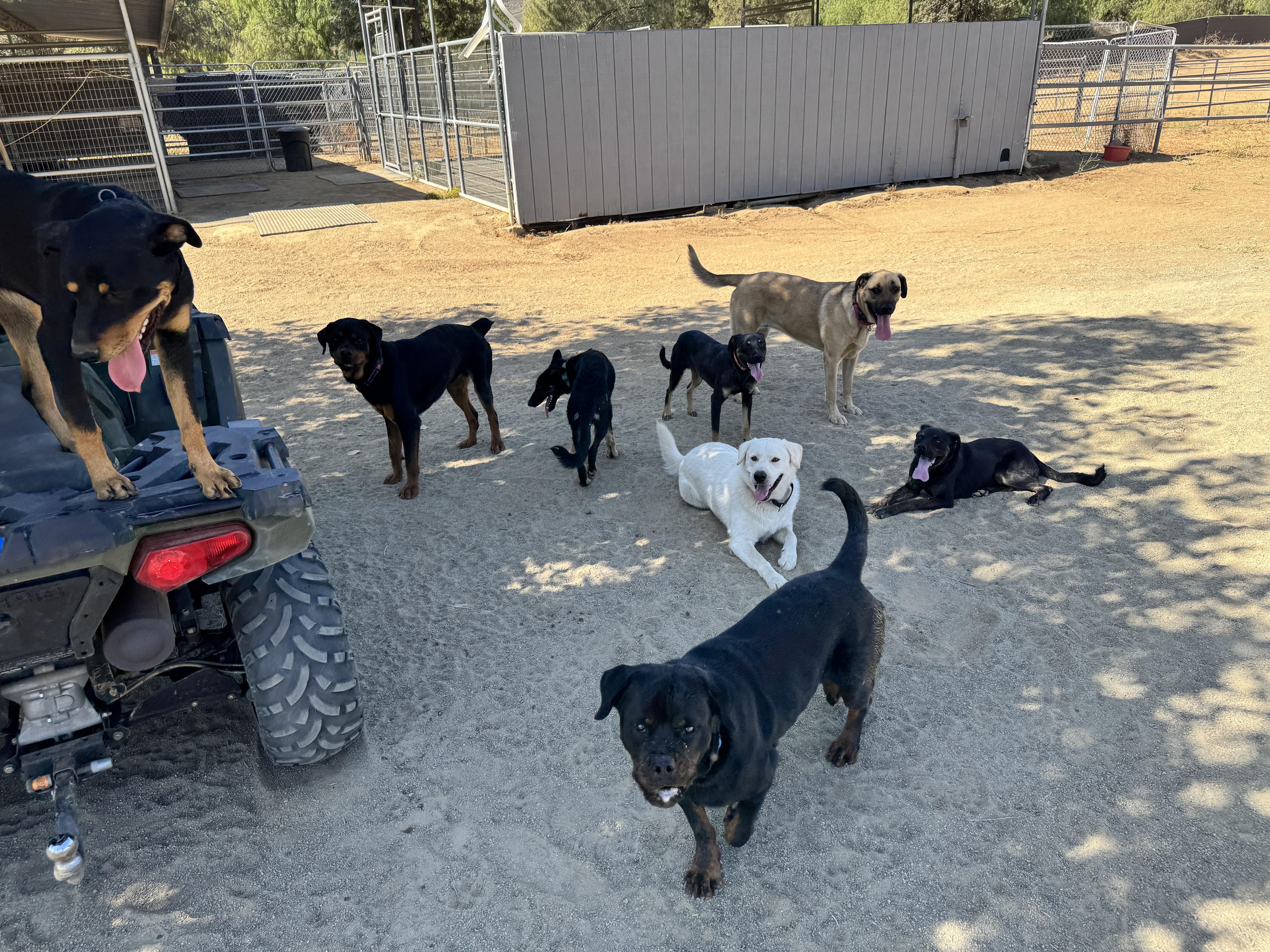 Enlarge Greta, a Adoptable mixed breed in Perris, CA image 6/6