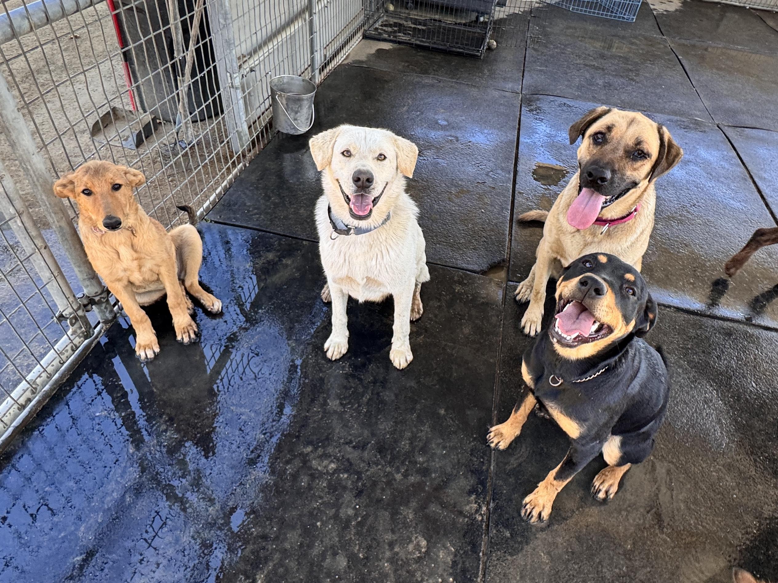 Enlarge Greta, a Adoptable mixed breed in Perris, CA image 2/6