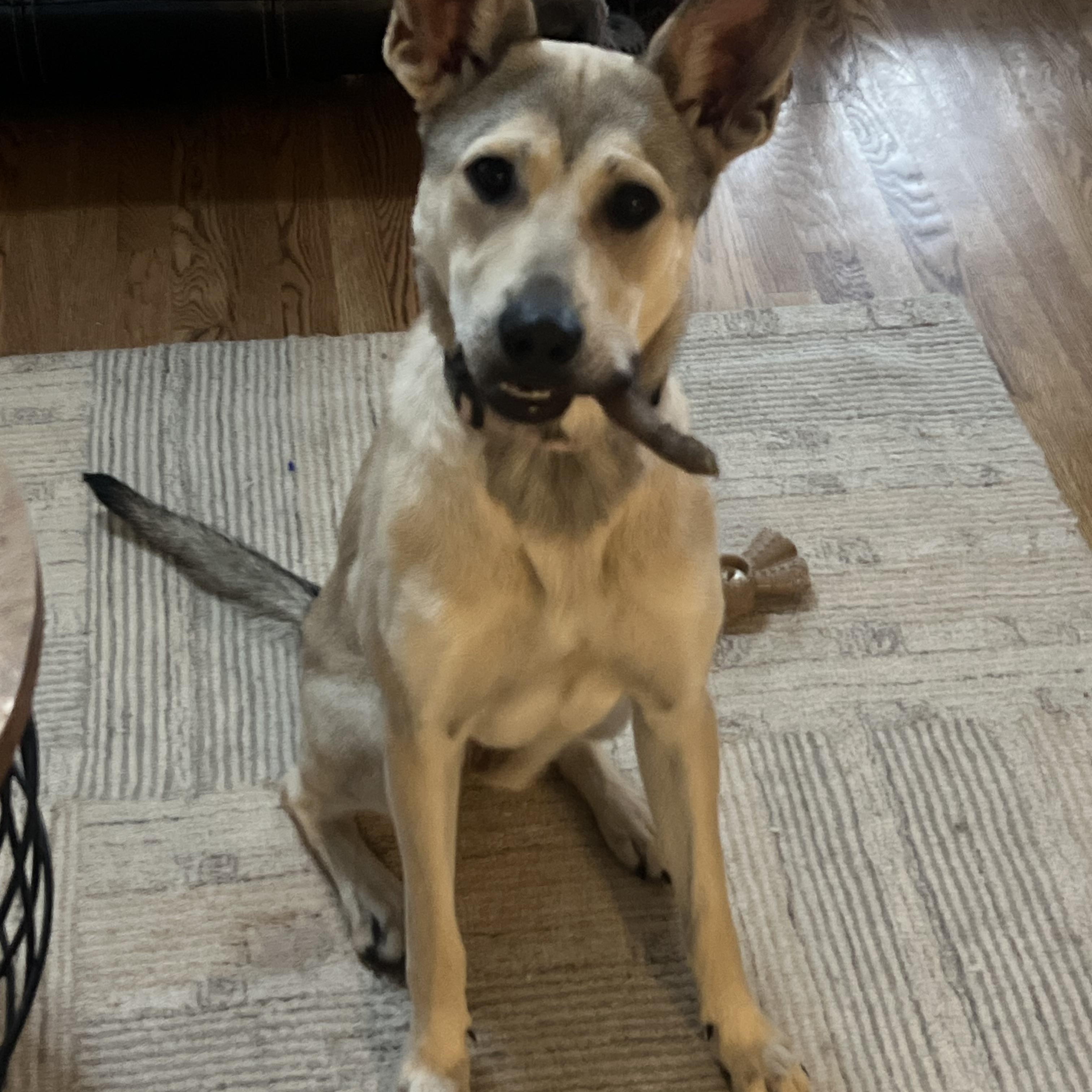 Juneau (Alaska litter) - now Luna photo 4