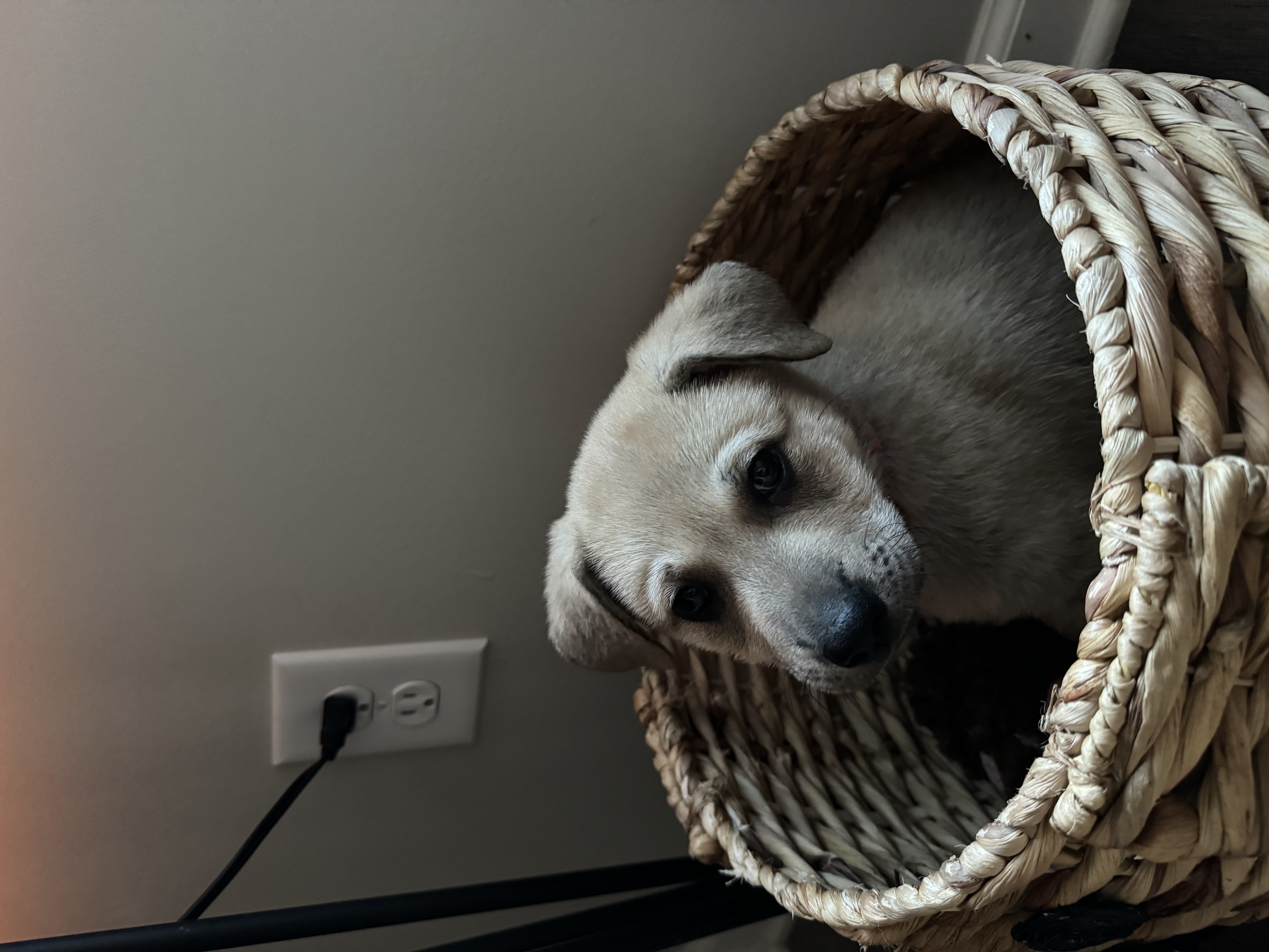 Juneau (Alaska litter) - now Luna photo 3